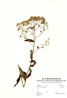 藏品(臺灣馬蘭)的圖片